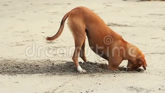 狗在海滩上挖沙子视频的预览图