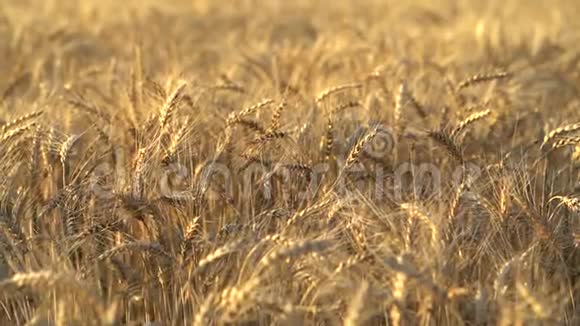 在晴朗的夏日在平静无风的天气下成熟的金色小麦穗视频的预览图