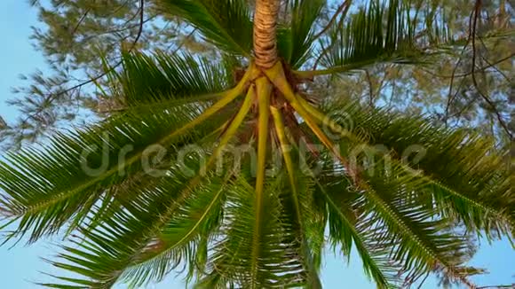 拍摄者躺在热带海滩上仰望棕榈树视频的预览图