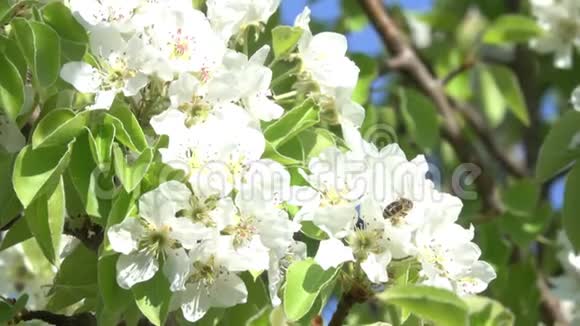 蜜蜂采集梅花树花粉视频的预览图