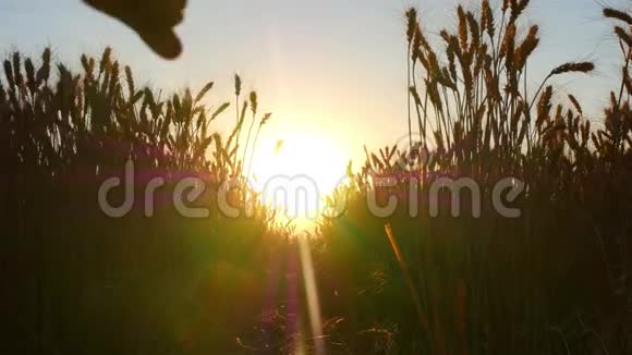 日落时分一个快乐的笑着的男孩在阳光下穿过一片麦田农场和收获视频的预览图