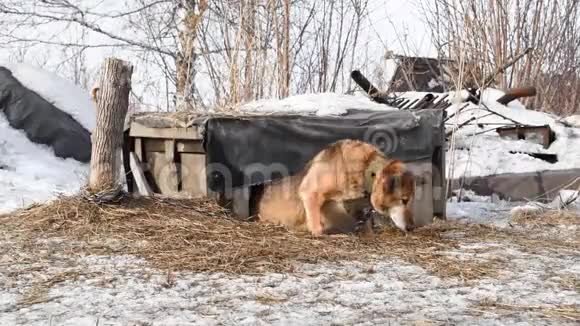 一个小村庄里的一只棕色狗哈士奇在一个带小狗的摊位附近的链子上视频的预览图