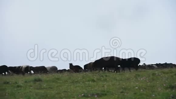 一大群害群之马在多云的阴天下山低云密布灰蒙蒙的视频的预览图