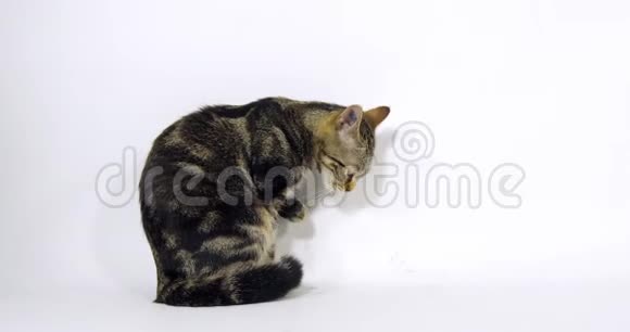 布朗塔比家猫猫坐在白色背景上舔爪子慢动作视频的预览图