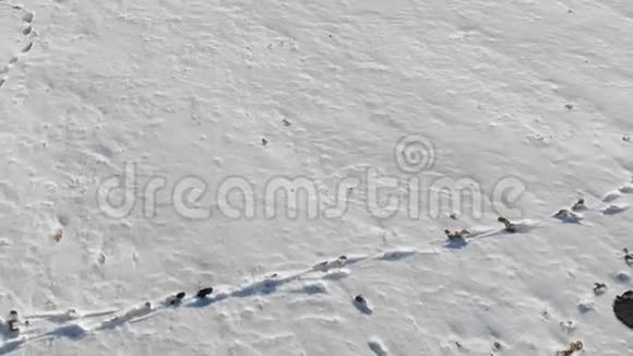 一片雪域的空中俯视雪中有未知的痕迹冬季步行背景开口框4k视频的预览图