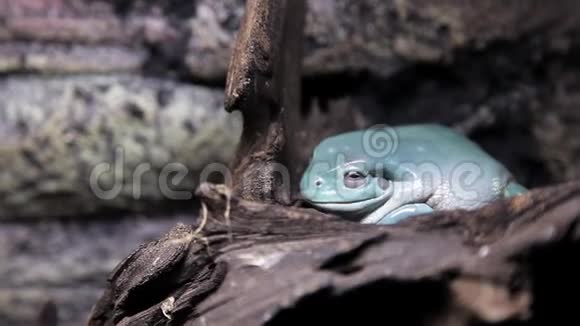蛙水下蟾蜍的难得美景青蛙蓝蟾蜍视频的预览图