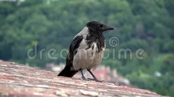 4K屋顶上有黑白羽毛的乌鸦普通乌鸦视频的预览图