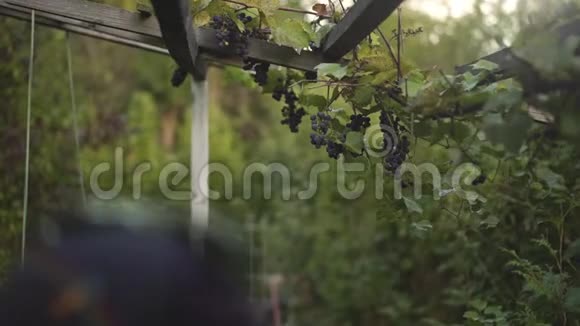 女人走在葡萄园里摘红葡萄慢慢走开视频的预览图