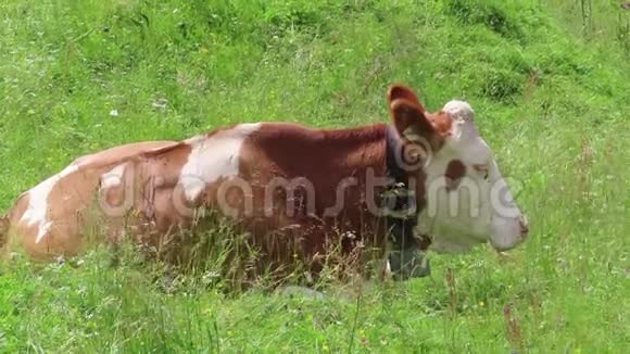 牛在提罗尔的农田上放牧奥地利阿尔卑斯山的舍纳赫塔尔山谷视频的预览图