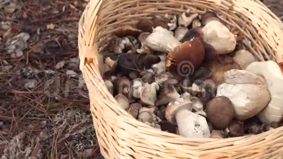 秋天是蘑菇聚集的时候森林背景上有蘑菇的Wicker篮子视频的预览图