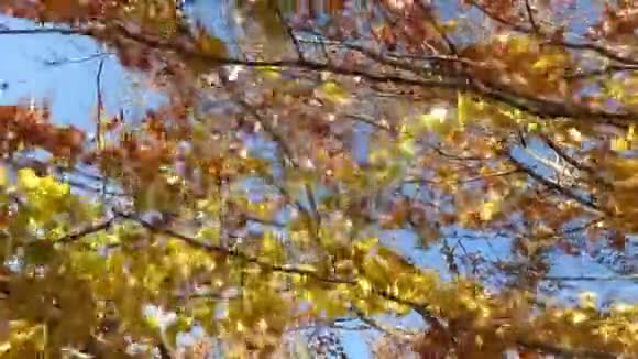 十一月的微风秋橙叶视频的预览图