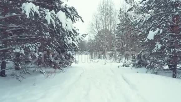 无忧无虑的成年妇女在白雪皑皑的森林里奔跑在寒冷的日子里享受冬天的散步视频的预览图