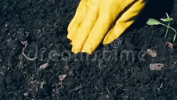 双手戴手套在花园里的地上种上小苗视频的预览图