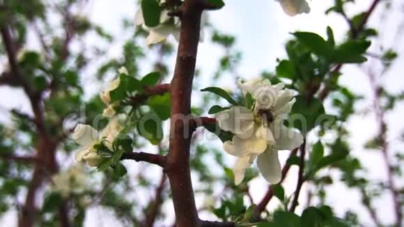 一棵苹果树上盛开着美丽的白色花朵随风摇摆视频的预览图