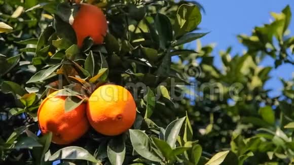 挂在橘子树上的熟橙视频的预览图