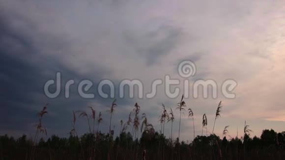 美丽的高草背景和傍晚的晚霞天空视频的预览图