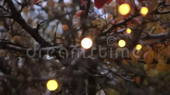树枝上的灯寒假视频的预览图