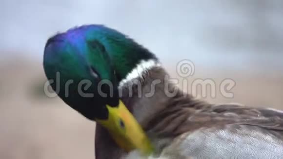 雄鸭鸟吹羽视频的预览图