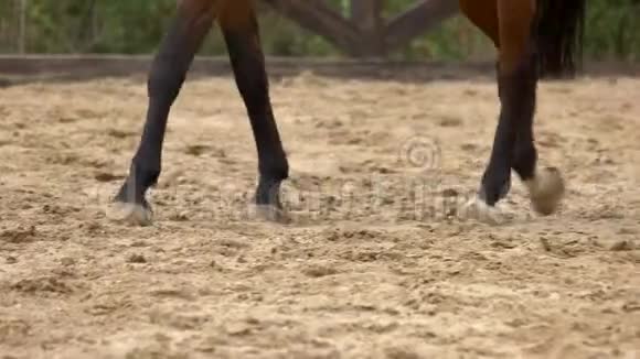 在沙滩上行走的黑马腿视频的预览图