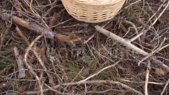 秋天是蘑菇聚集的时候森林背景上有蘑菇的Wicker篮子视频的预览图
