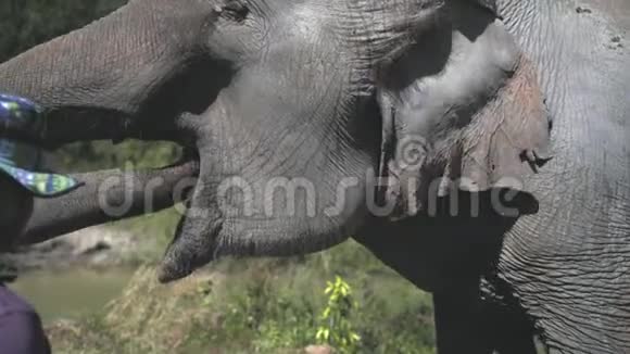 亚洲大象丛林保护区近距离拍摄视频的预览图