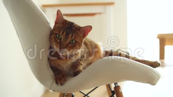 一只长着红色条纹头发的可爱的孟加拉猫躺在白色的椅子上可爱的宠物可爱的美丽的小猫大而明亮视频的预览图