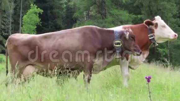 牛在提罗尔的农田上放牧奥地利阿尔卑斯山的舍纳赫塔尔山谷视频的预览图