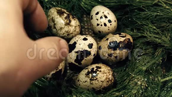 男性的手鸡蛋巢鹌鹑视频的预览图