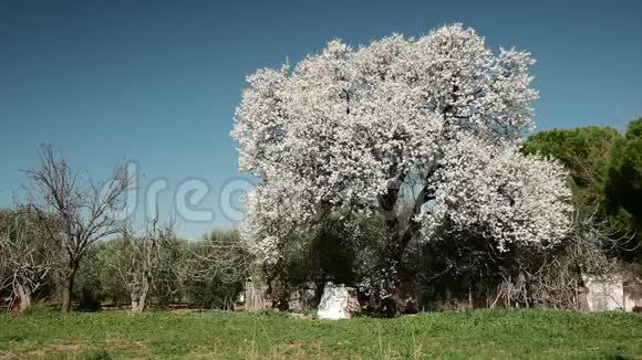 卢什布卢姆的老杏仁树视频的预览图