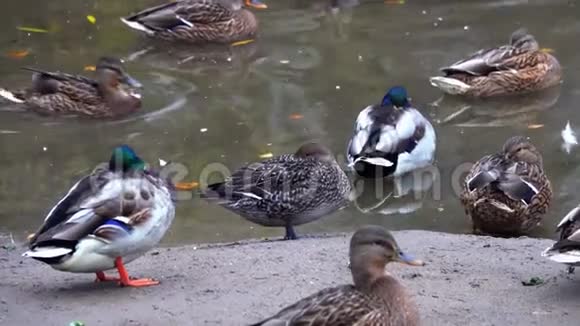 池塘里的鸭子城市生活理念中的鸟类视频的预览图