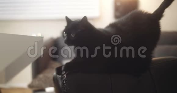 黑屋猫损坏了一把新皮椅视频的预览图