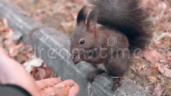 松鼠在秋天用慢动作吃坚果视频的预览图