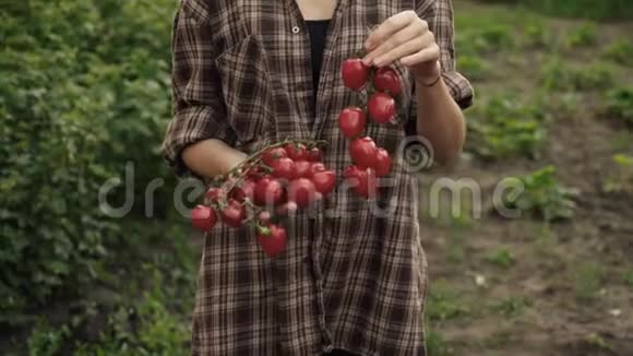 女人的双手握在成熟的樱桃番茄的手心在夕阳的灯光下在农场里滴着水珠视频的预览图