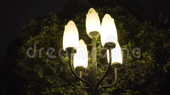 绿树前的夜柱灯视频的预览图