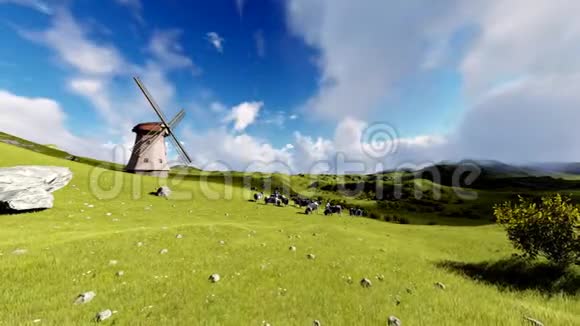 草地上的牛和旧风车视频的预览图
