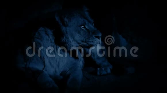 夜晚洞穴中的狮子视频的预览图