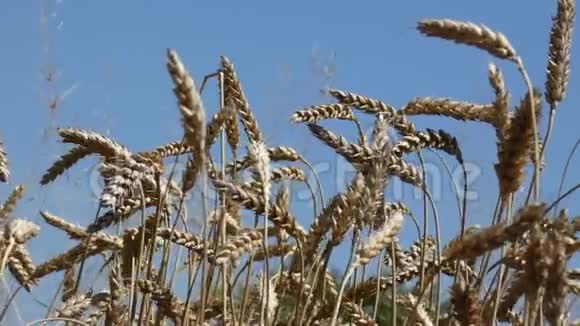 小麦在田野上天空视频的预览图