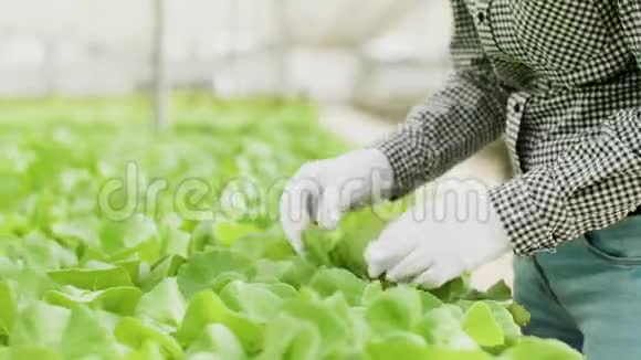 关闭女农场工人检查绿色沙拉植物视频的预览图