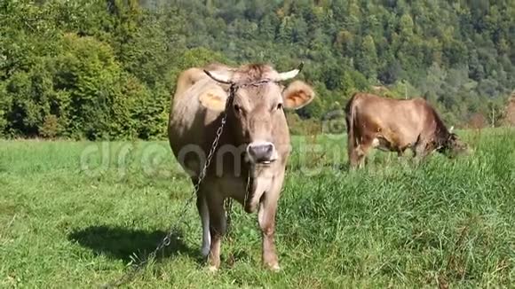 在绿色牧场上吃草的奶牛视频的预览图