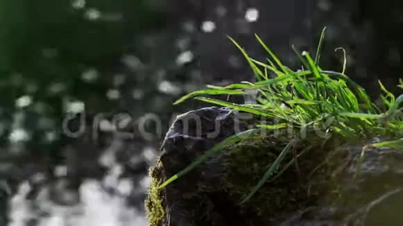 新绿的草地在背景下的石头上生长视频的预览图