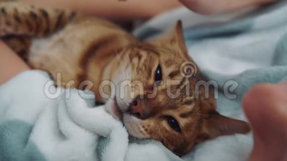 一只可爱的孟加拉小猫躺在他的情妇的手上一只大黑眼睛的猫一个湿漉漉的温柔的鼻子看着他的情妇视频的预览图