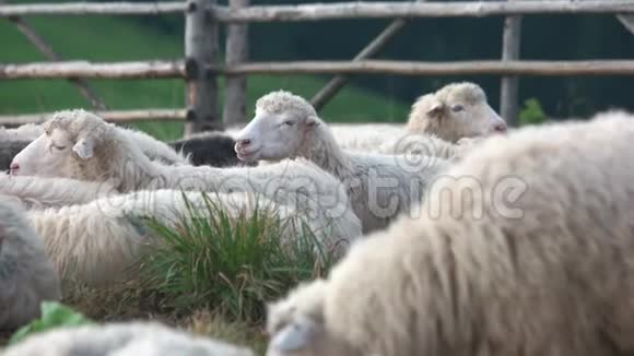在牧场附近放牧的羊群视频的预览图