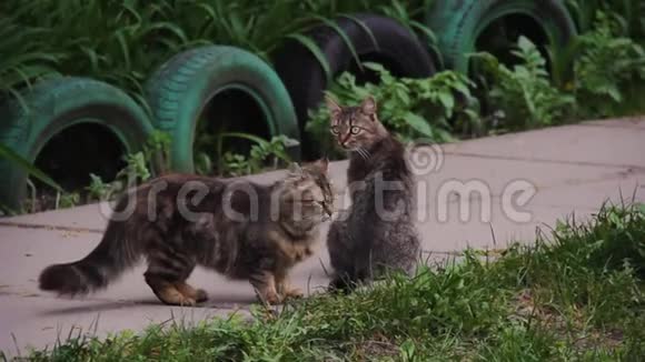 城市猫沿着院子里的小路走无家可归的动物视频的预览图