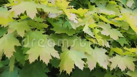 槭属植物枫树的叶子在春天就近了视频的预览图