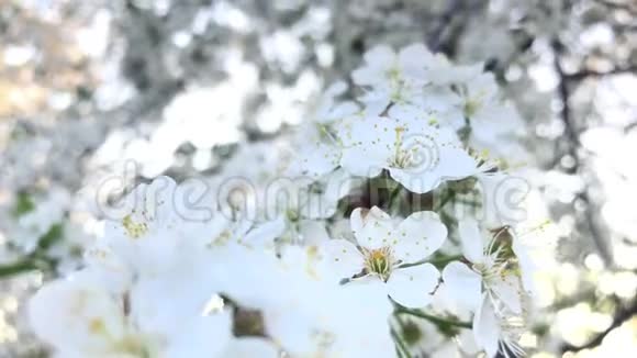 樱花在风中摇曳视频的预览图