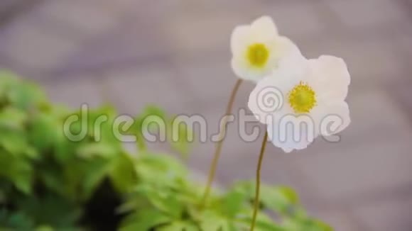 水仙花在城市花坛上白色娇嫩的花瓣视频的预览图