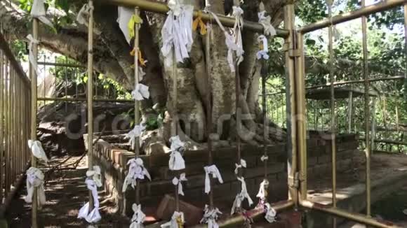 阿努拉达普拉斯里兰卡圣树视频的预览图