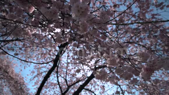 春天樱桃花太阳花多莉射4KUHD视频的预览图