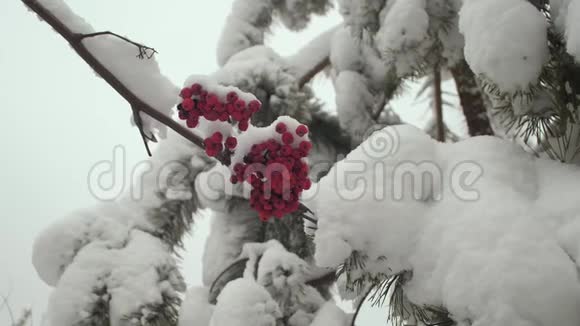 冬天的振动树红色浆果覆盖着雪冬季圣诞公园无叶树枝上的雪视频的预览图