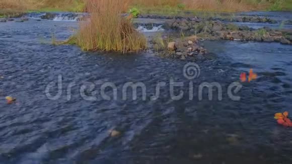 树叶沿着河流漂浮周围是潮湿的石头秋天到了视频的预览图